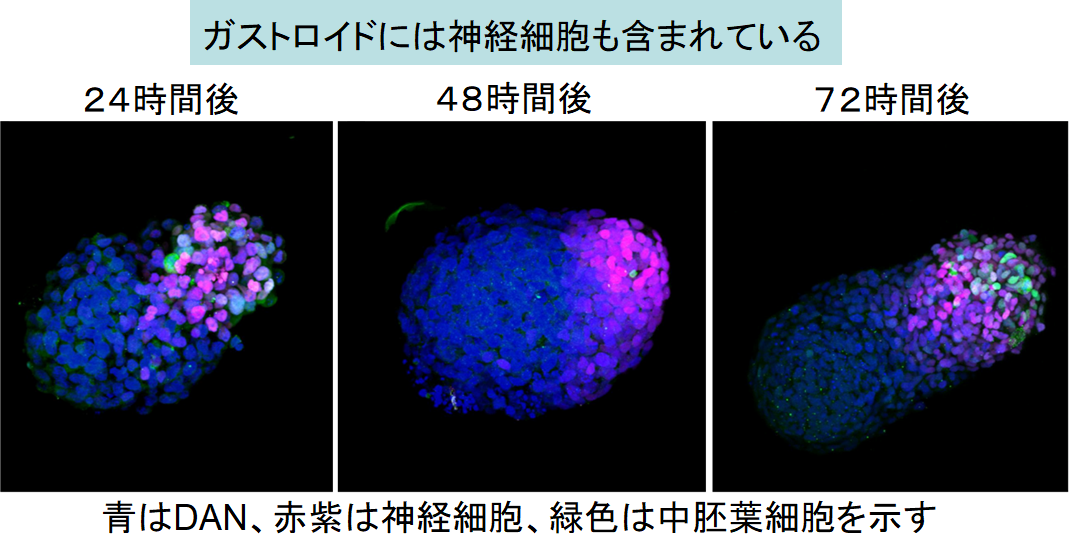 万能細胞から擬似的なヒト胚を造ることに成功！　命の宿っていない”初期胎児”を再現できるの画像 8/8