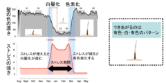 「白髪」が元に戻る！　髪はストレスの有無によって色を変えることが判明の画像 4/5