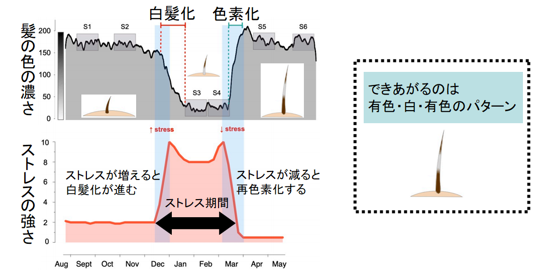 「白髪」が元に戻る！　髪はストレスの有無によって色を変えることが判明の画像 4/5