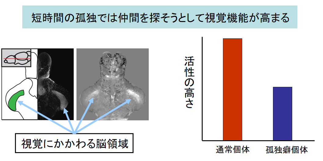 孤独が長引くと「魚」も仲間に会いたくなくなる!?　”気まずさ”を感じるのは人だけじゃない。の画像 3/6