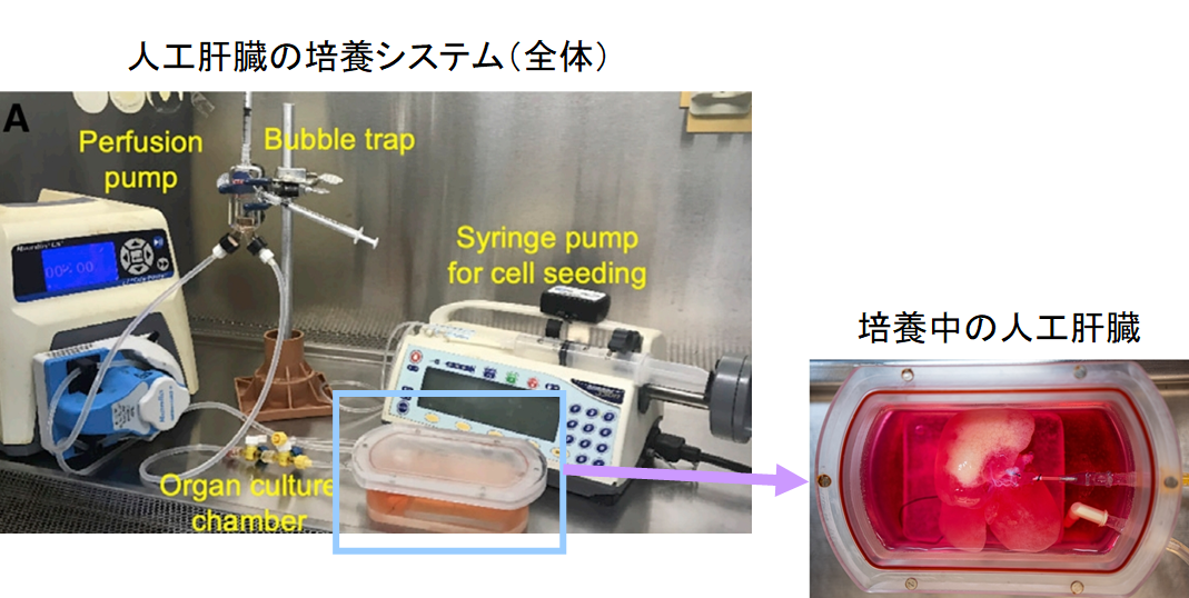 iPS細胞から培養した「ヒト肝臓」をラットへ移植することに成功！　ドナー不足問題に明るい兆しの画像 5/5