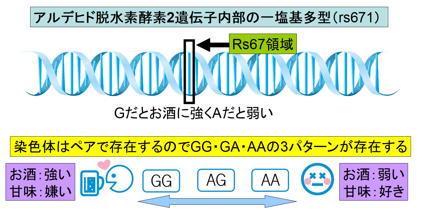 日本人の甘党は「お酒が苦手」だと判明！　甘さの好みを決める遺伝子領域が特定されるの画像 3/4