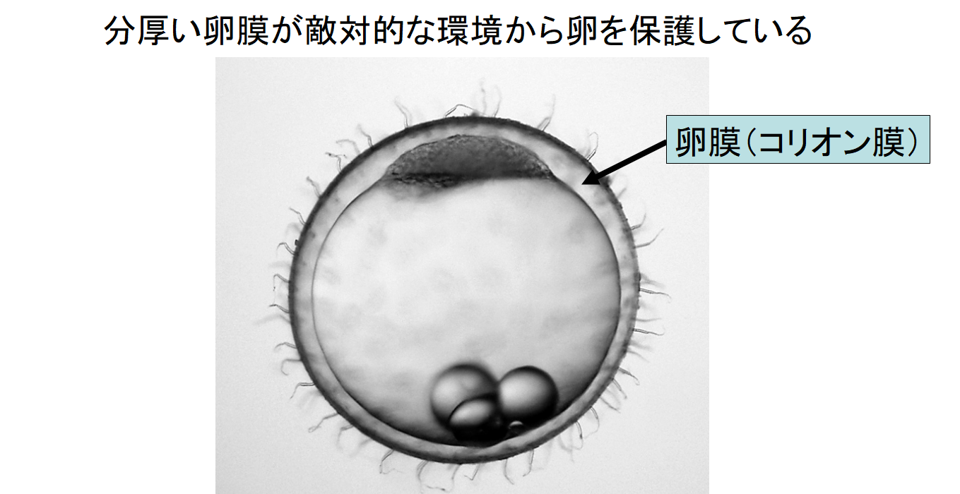 魚卵は鳥に食べられても生きたまま糞から出てくると判明！　魚は糞によって別の湖に移動していたの画像 4/4