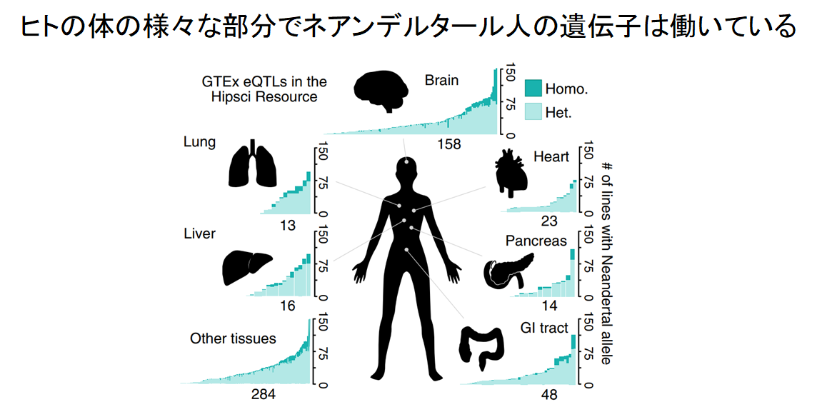 ネアンデルタール人の遺伝子を組み込んだ人工培養脳（脳オルガノイド）の作成に成功！　の画像 2/3