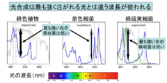 葉緑体が緑色である理由が解明される！　光合成には最適な色の光があると判明の画像 2/6