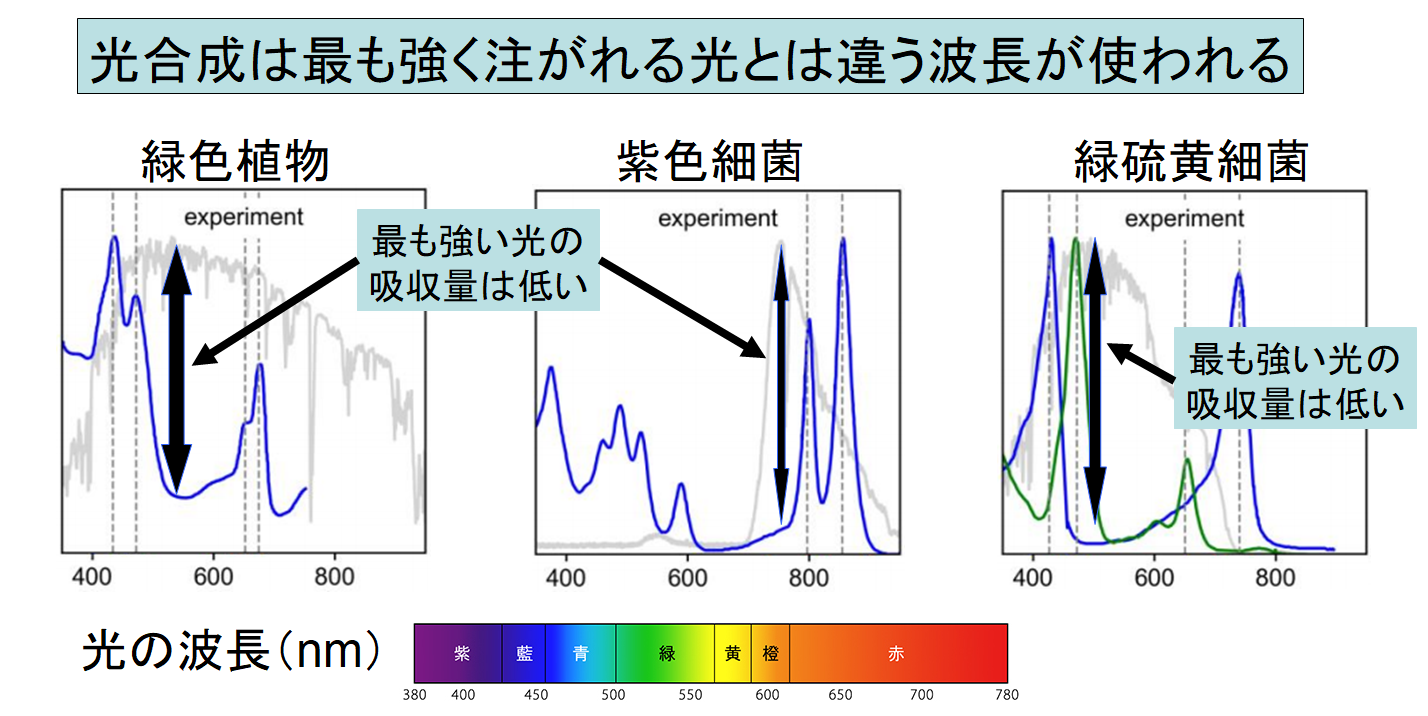 葉緑体が緑色である理由が解明される！　光合成には最適な色の光があると判明の画像 2/6