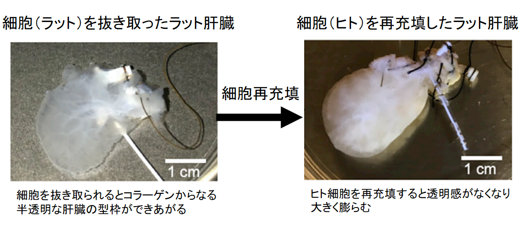 iPS細胞から培養した「ヒト肝臓」をラットへ移植することに成功！　ドナー不足問題に明るい兆しの画像 4/5