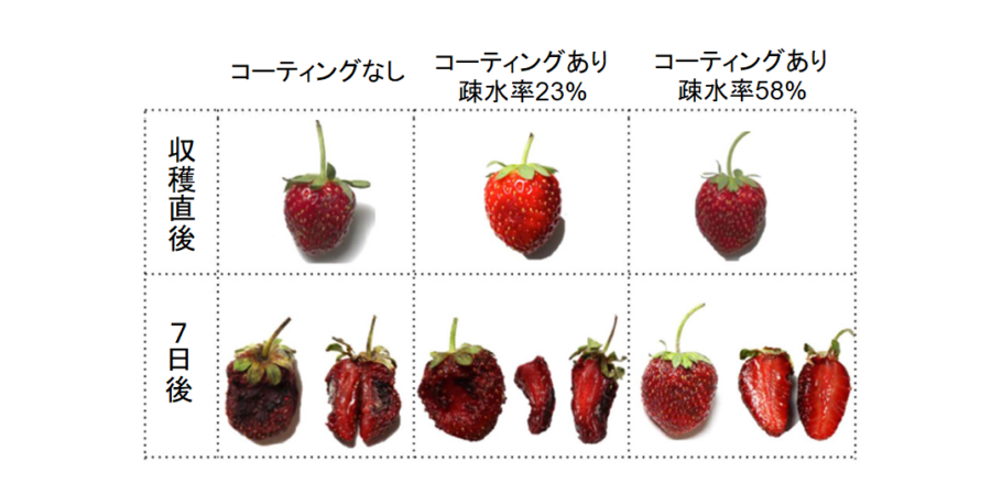 賞味期限が2倍になる!?　”絹のコーティング”が食品を長持ちさせると判明