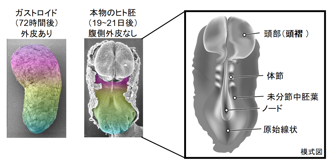 万能細胞から擬似的なヒト胚を造ることに成功！　命の宿っていない”初期胎児”を再現できるの画像 7/8