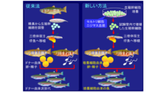 【史上初】試験管内の培養細胞を使って、代理父母魚に他人の子を産ませることに成功！ 　”サバがマグロを産む世界へ”の画像 3/4