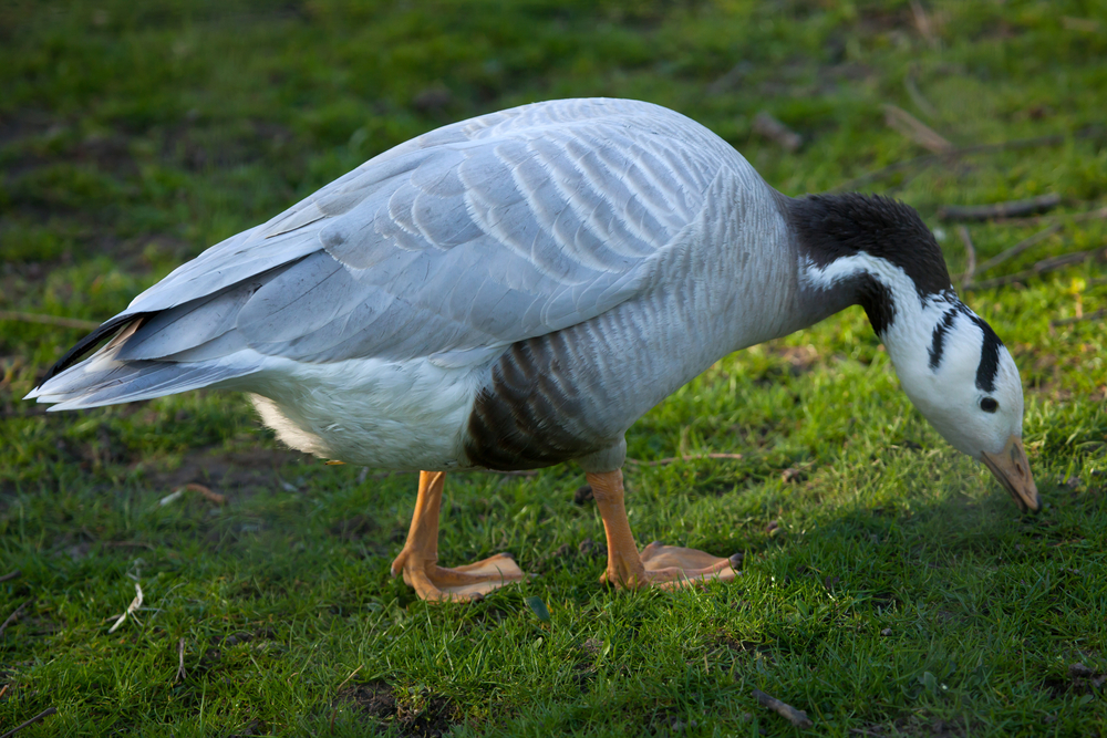 鳥はなぜ酸素の薄いエベレストを越えて飛べるの？の画像 2/6