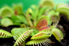 食虫植物を誕生させた「3つの進化ステップ」とは？の画像 1/6