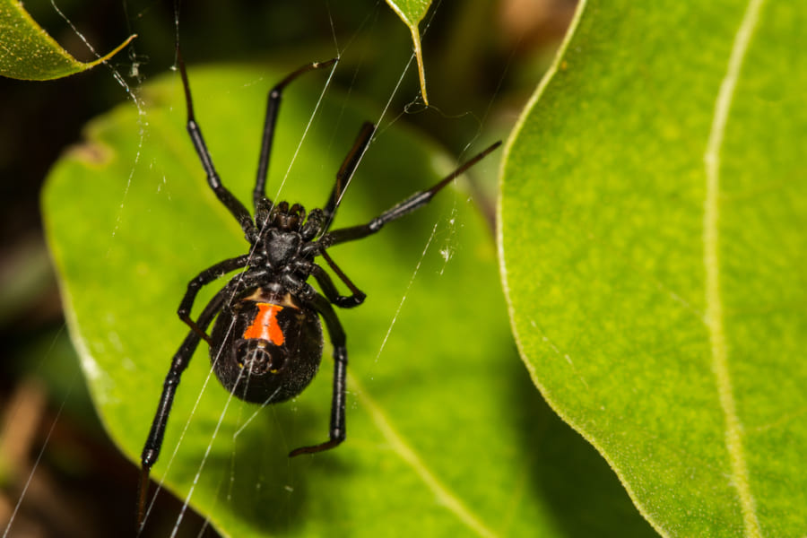 スパイダーマンになりたかった少年、毒グモに手を咬ませて救急搬送される（ボリビア）【虫注意】