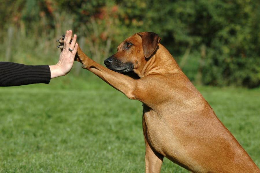 犬は「飼い主を助けたい」と思っていることが証明される！　やっぱり犬は人に”やさしい”パートナーだった