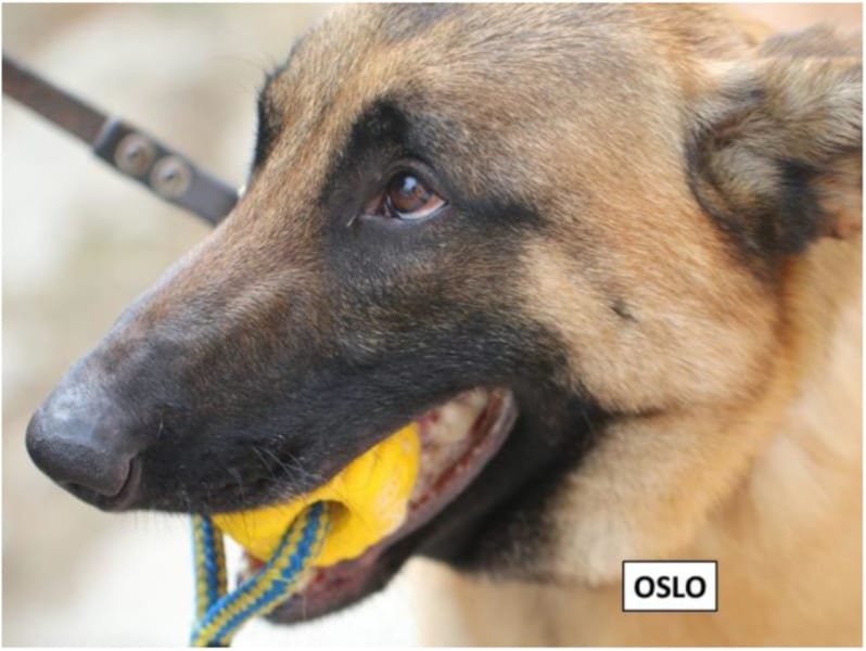犬が新型コロナウイルスの陽性患者を見分けられるかもしれない!?