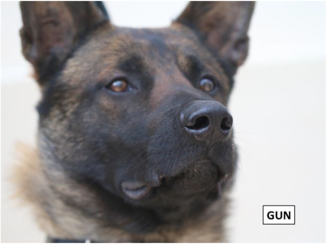 犬が新型コロナウイルスの陽性患者を見分けられるかもしれない!?の画像 2/6