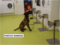 犬が新型コロナウイルスの陽性患者を見分けられるかもしれない!?の画像 5/6