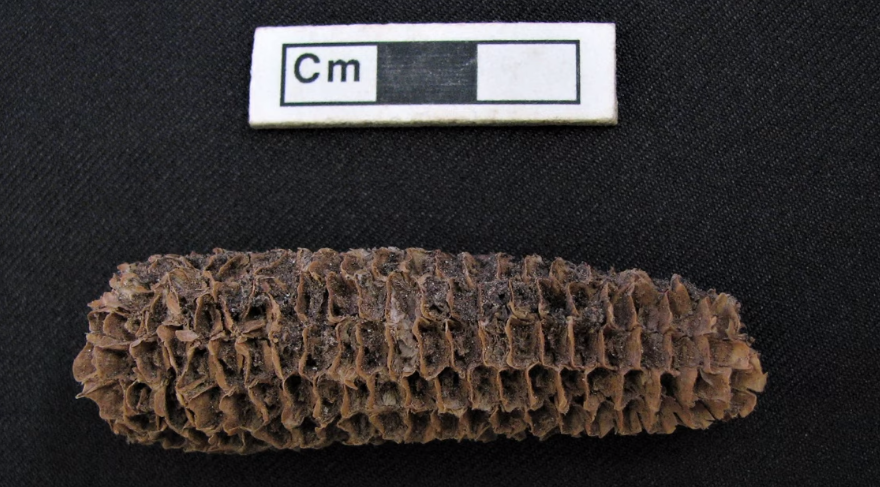 トウモロコシが地球で初めて主食となった痕跡が発見される。　最初はお酒のために栽培していた!?の画像 4/4