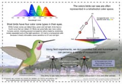 ハチドリは”人に見えない色”を見ていることが判明！　「赤・緑・青・紫外線」4原色の世界の画像 5/5