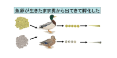 魚卵は鳥に食べられても生きたまま糞から出てくると判明！　魚は糞によって別の湖に移動していた