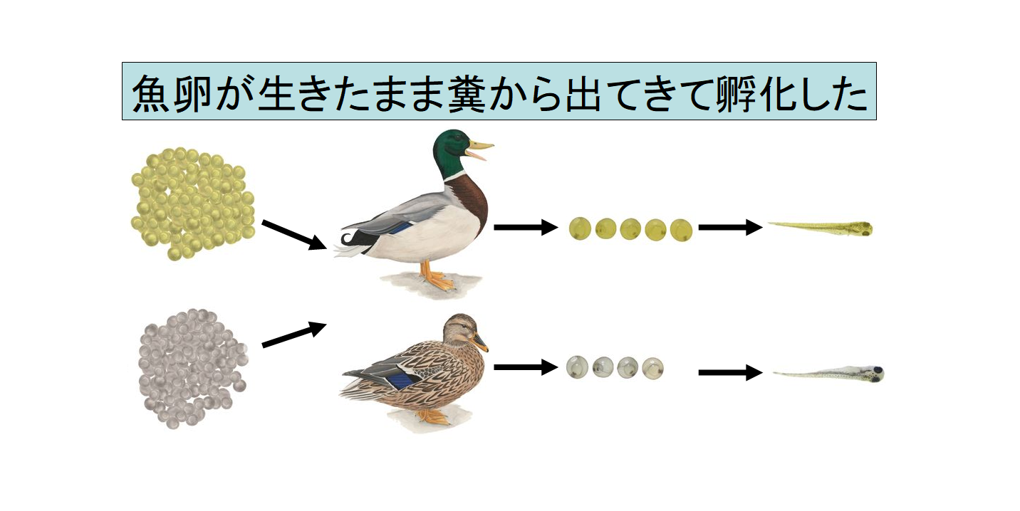 魚卵は鳥に食べられても生きたまま糞から出てくると判明！　魚は糞によって別の湖に移動していた