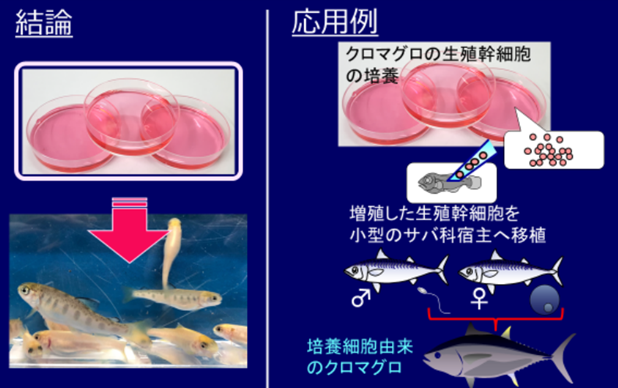 【史上初】試験管内の培養細胞を使って、代理父母魚に他人の子を産ませることに成功！ 　”サバがマグロを産む世界へ”