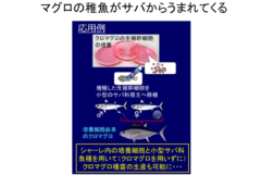 【史上初】試験管内の培養細胞を使って、代理父母魚に他人の子を産ませることに成功！ 　”サバがマグロを産む世界へ”の画像 4/4