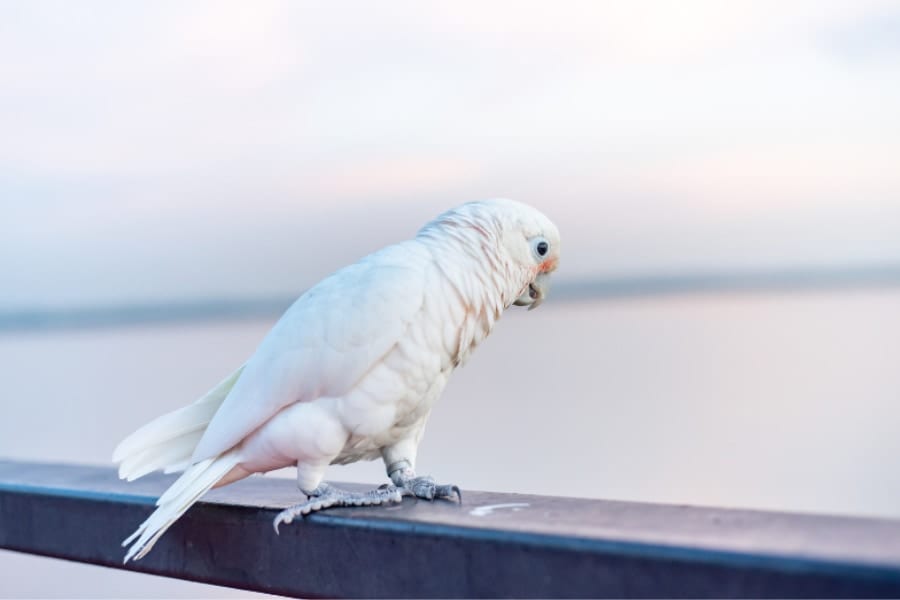 「飼育効果」はウソ？野生オウムもペットオウムと同じ賢さを持つことが判明