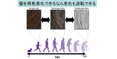 「白髪」が元に戻る！　髪はストレスの有無によって色を変えることが判明の画像 5/5