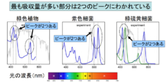 葉緑体が緑色である理由が解明される！　光合成には最適な色の光があると判明の画像 4/6