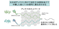 葉緑体が緑色である理由が解明される！　光合成には最適な色の光があると判明の画像 3/6