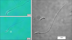 トカゲの凍結精子はカフェインで活性化する!?　「カフェインが爬虫類の保護に役立つ」の画像 2/3