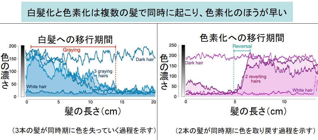 「白髪」が元に戻る！　髪はストレスの有無によって色を変えることが判明の画像 3/5