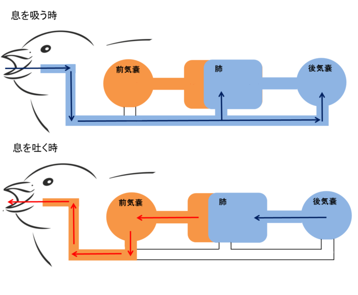 鳥はなぜ酸素の薄いエベレストを越えて飛べるの？の画像 3/6