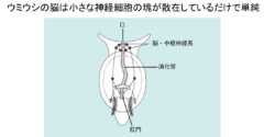 電脳ウミウシを薬物依存にするシミュレーションで、生物が”クスリ漬け”になる過程が明らかにの画像 3/8