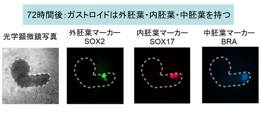 万能細胞から擬似的なヒト胚を造ることに成功！　命の宿っていない”初期胎児”を再現できるの画像 6/8