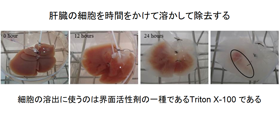 iPS細胞から培養した「ヒト肝臓」をラットへ移植することに成功！　ドナー不足問題に明るい兆しの画像 3/5