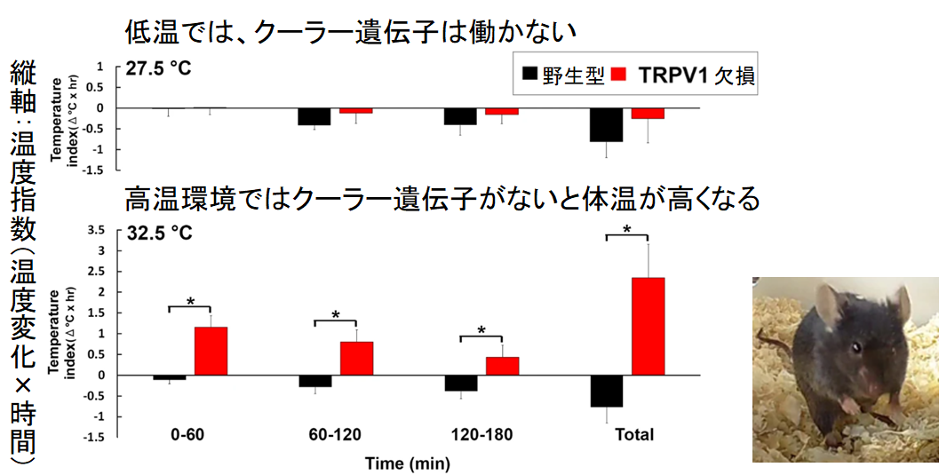 暑さをやわらげる「クーラー遺伝子」発見！　トウガラシを食べると涼しくなることが証明されるの画像 2/5