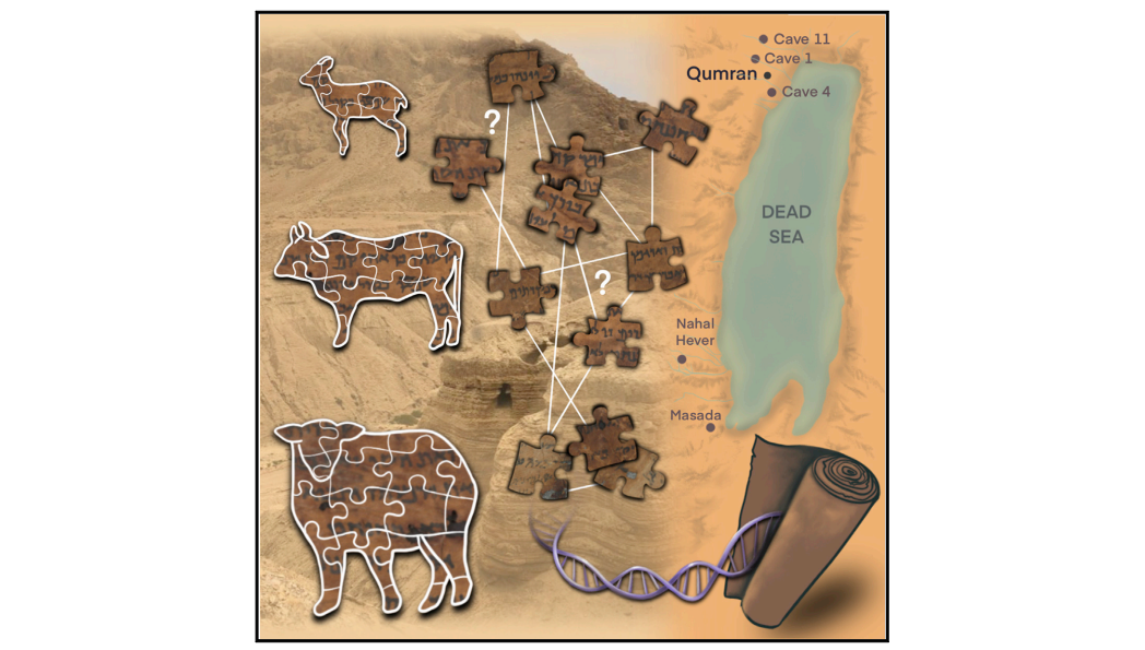 DNA解析で70年以上謎だった「死海文書」解読に挑戦！