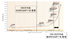 ヒトの脳を進化させた「知恵の実」遺伝子が、サルの脳を巨大化させると判明の画像 3/4