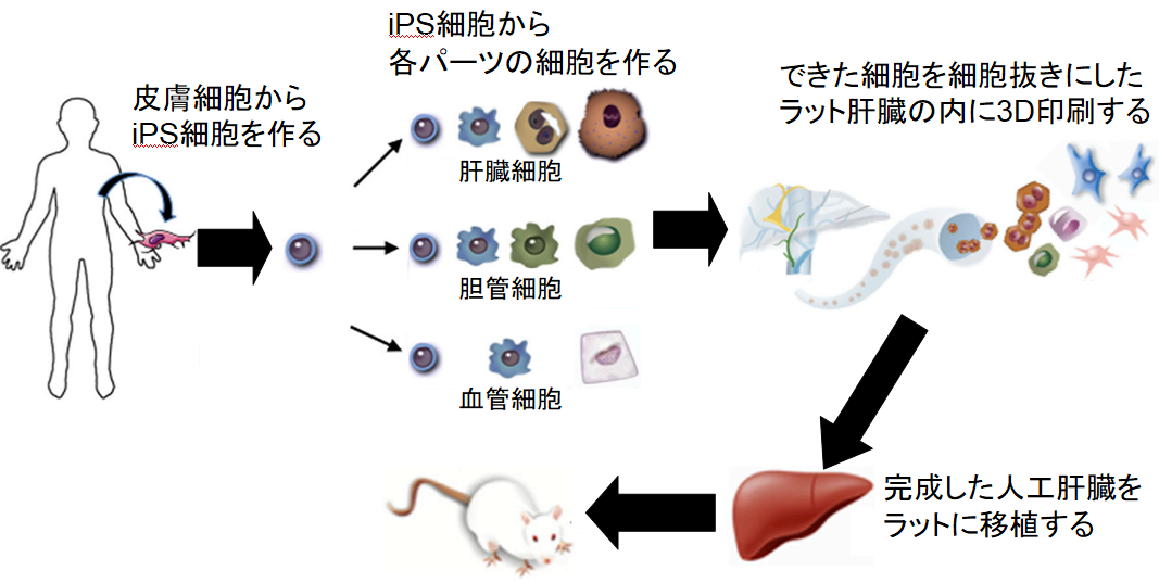 iPS細胞から培養した「ヒト肝臓」をラットへ移植することに成功！　ドナー不足問題に明るい兆しの画像 2/5