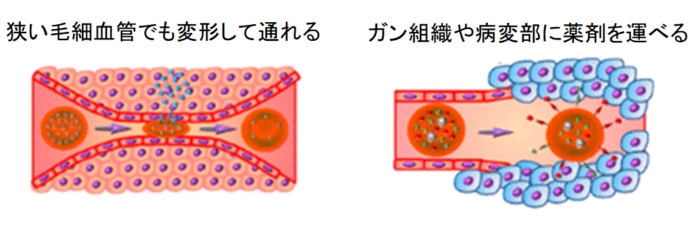 天然の赤血球より優れた人工の「超赤血球」が開発されるの画像 4/4
