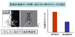 孤独が長引くと「魚」も仲間に会いたくなくなる!?　”気まずさ”を感じるのは人だけじゃない。の画像 4/6