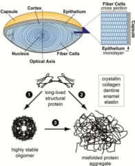 眼球スキャンで生物学的年齢が分かる。　実年齢と身体の年齢は違う!?の画像 4/4