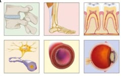 眼球スキャンで生物学的年齢が分かる。　実年齢と身体の年齢は違う!?の画像 3/4