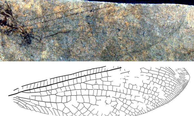 なぜ？　オーストラリアにしかいない昆虫の化石がカナダで発見される。