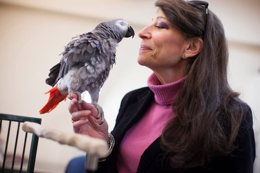 天才インコ「グリフィン」、記憶力テストでハーバード大生に勝利！　