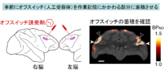 脳のスイッチをオフにして「記憶を削除する薬」が開発されるの画像 2/4