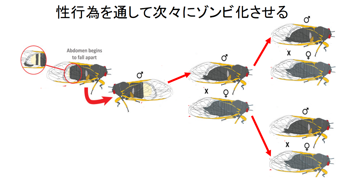 セミに寄生し、性行為でパートナーを次々にゾンビ化させる菌が怖い。の画像 1/6