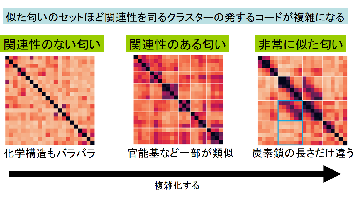 脳が「嗅覚をコード化」する仕組みをマウス実験で解明！　自分が感じるレモンの香りは人類共通の認識だったの画像 3/4